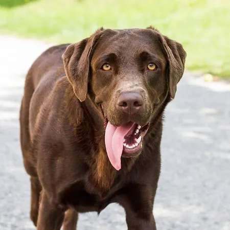 Lejlighedshotel Waldhof Grasel 3*