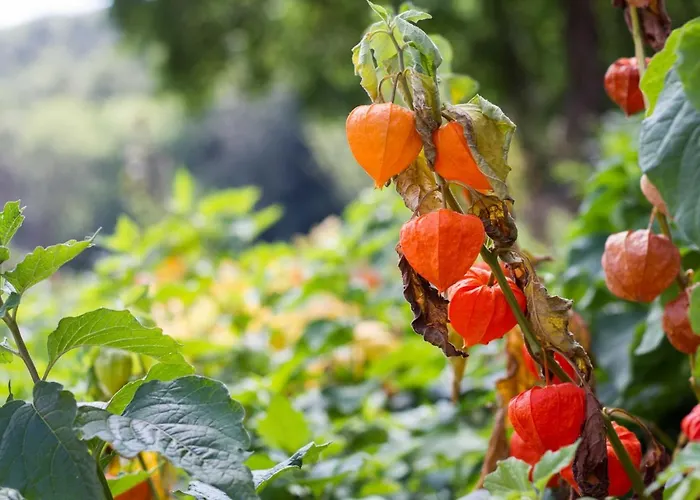Waldhof Grasel Lejlighedshotel Neuhaus (Baden)